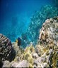 yellowtail tang, far garden reef, sharm el-sheikh