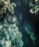 indian lionfish, far garden reef