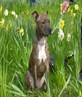 my dog sasha