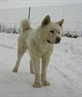 this is my 8 month old japanese akita!