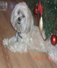B's cute dog