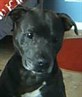 Me Dog
