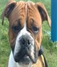 My bullBoxer Mut
