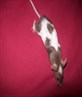 mousey mine and sams mouse nw as sam killed his :