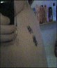 small tattoo
