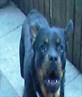 my bruno