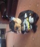 me lil fred
