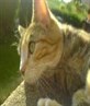 ****MY TIGGER****