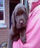 My puppy Bailey when he was 6 weeks old