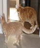 my kitties <3