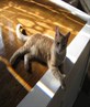 MY kitty :D