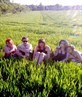 Corn Field