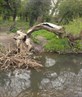 dead tree