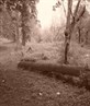 broken tree