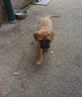 bailey