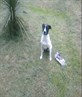 my dog sasha