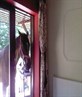 horse in the kitchen.. lovly