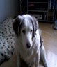 casper the dog