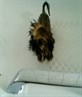 daisy boo after her bath