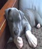 big pawz or wot?,ha,ha