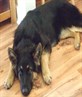 my dog
