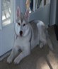 5 month old Gerri