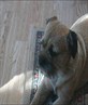 Dobbie
