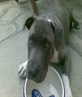 r naz 15 weeks old, sik dog
