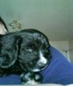 maggie tired now from play