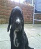 maggie our new puppy