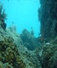 Just a few diving pics
