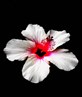 Hibiscus flower is South Africa