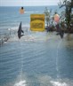 dolphins in cuba