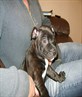baby tyson 8 weeks old