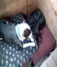 me n bf's 2 dogs