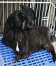 my rabbits kev & john