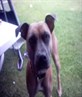 Our dog Fudge.