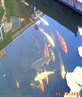 my koi