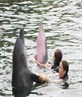 with dolphins