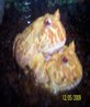 albino horned frogs