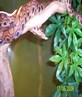brazilian rainbow boa