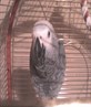 our african grey