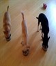 Ay Chihuahua feeding time