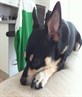 Lola the lazy chihuahua
