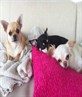 All of the little blighters together.