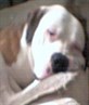 my old dog , american bulldog called snoop <3
