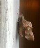 biggest moth in the world on my front door ah