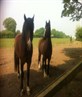 My pony && my friends horse - almost look a-like 