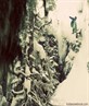 Big powder cliff drop in Whistler