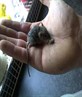 this mouse liked me